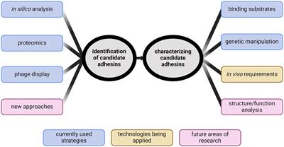 Leptospiral adhesins: from identification to future perspectives